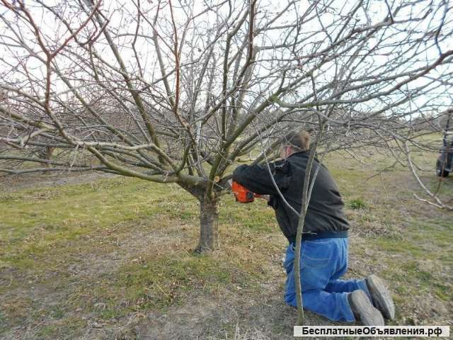 Составить дендроплан в Ленинском районе городе Видное