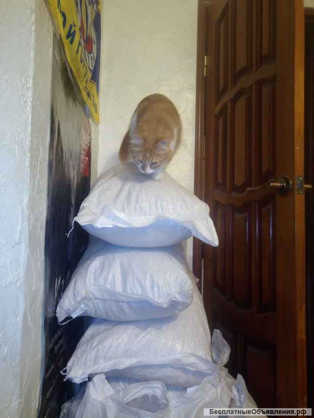 Наполнитель для туалета кошек и собак древесный