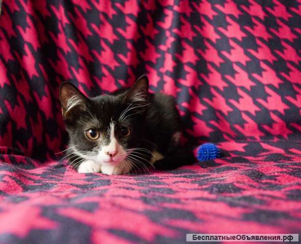 Котенок Нимфа в добрые руки