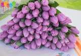 Луковицы голландских тюльпанов 6 сортов мелким оптом от 30 штук