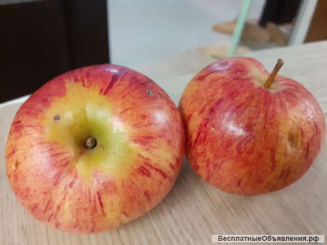 Яблоки