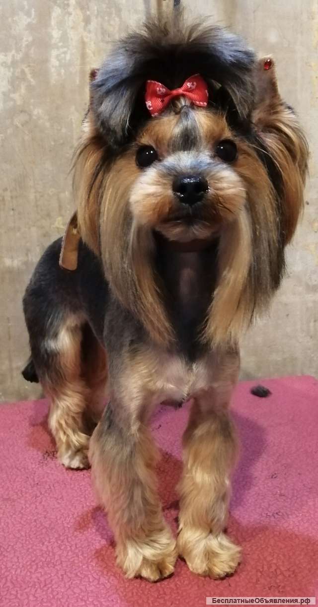 Стрижка/груминг собак