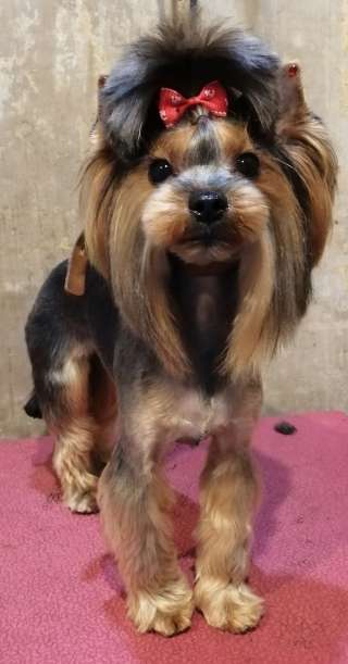 Стрижка/груминг собак