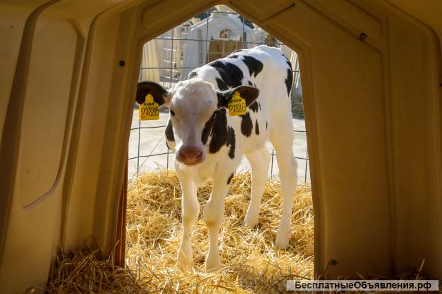 Домики и боксы для телят