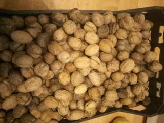 Орехи грецкие урожай 2020