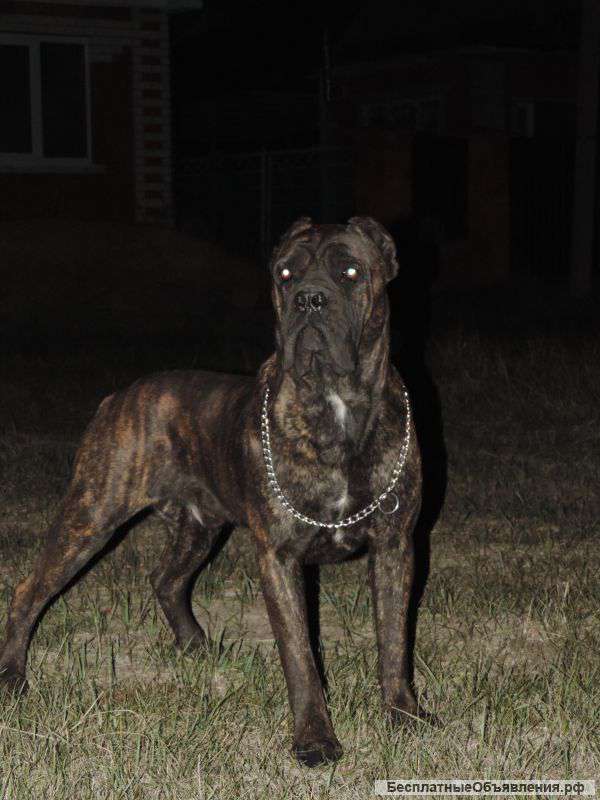 Щенки итальянского кане корсо