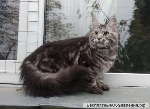 Мейн Кун Девочка Фото