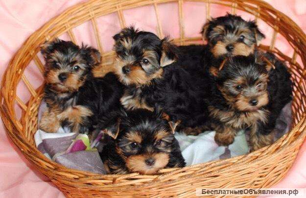 Йоркширский терьер