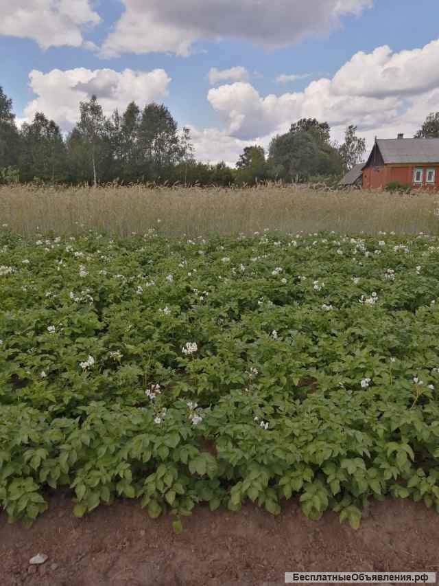 Участок 39 соток Л.П.Х.