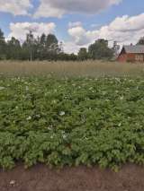 Участок 39 соток Л.П.Х.