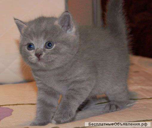 Британские котята