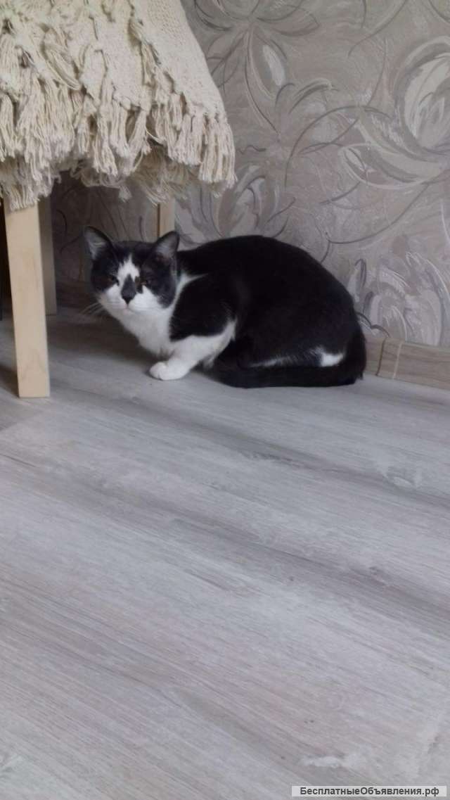 Отдам в хорошие руки кота Шоколада