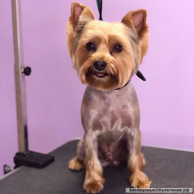 Стрижка собак и кошек. Груминг