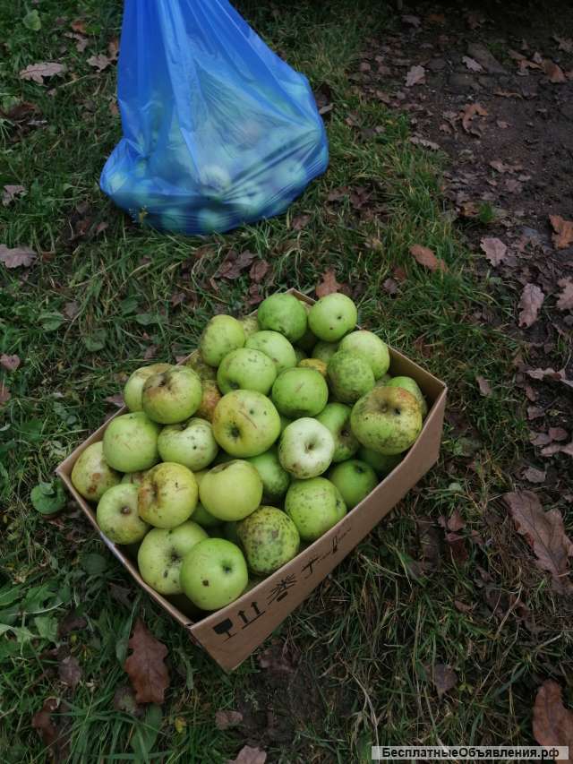 Яблоки домашние