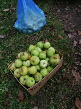 Яблоки домашние