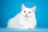 Ласковая белая ангорская кошка Ласточка