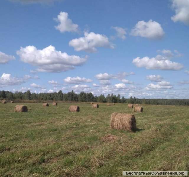 Сено люцерны сеяное. Урожай 2021. В рулонах.