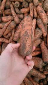 Морковь оптом из Татарстана напрямую со склада КФХозяйства