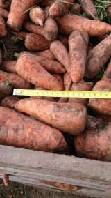 Морковь оптом из Татарстана напрямую со склада КФХозяйства
