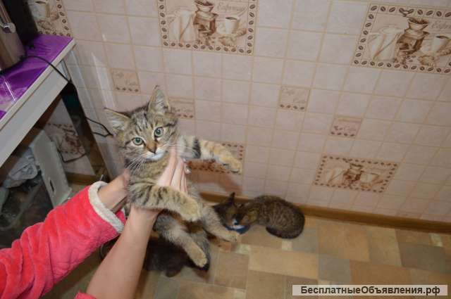 Котята