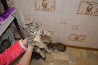 Котята