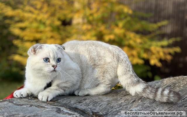 Котят