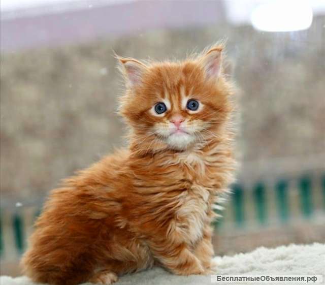 Мейкун Вязка