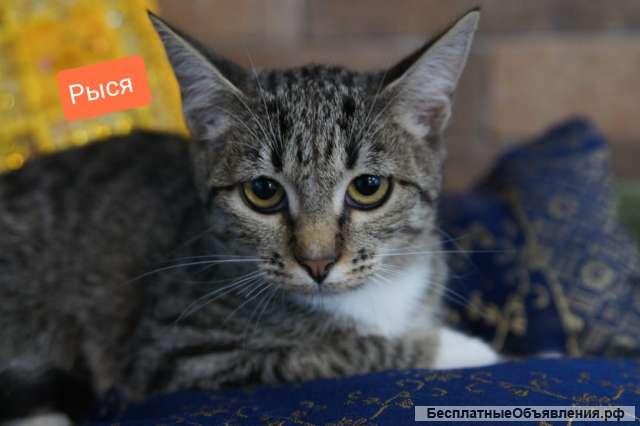 Трое прекрасных котят в добрые руки