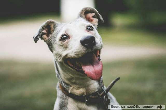 Ищет дом молодая, очень активная и прыгучая девочка