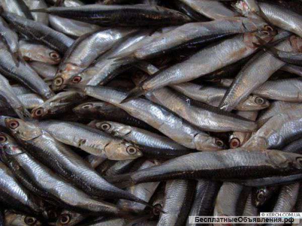 Азово-черноморская ХАМСА