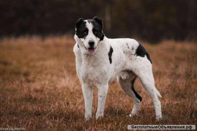 Рейкан — необычный алабай в дар