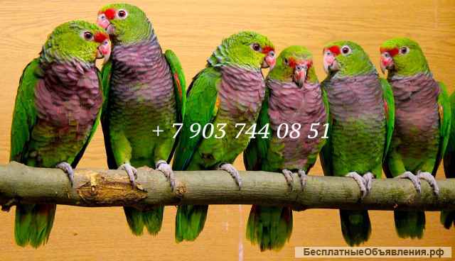 Винно красный амазон (Amazona vinacea) - ручные птенцы из питомника