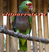 Винно красный амазон (Amazona vinacea) - ручные птенцы из питомника