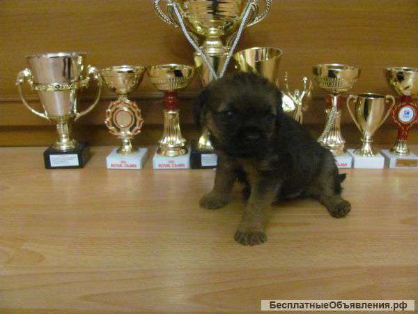 Бордер терьер - щенки