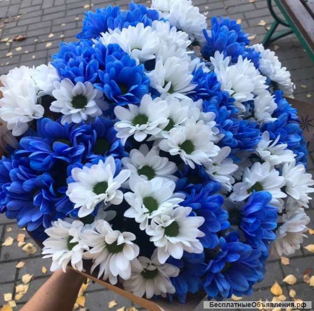 Букеты из голубых ромашек