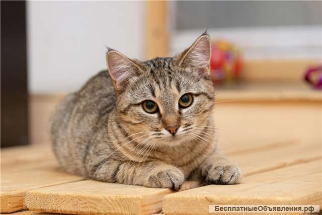 Москва Кошечка Принцесса ищет дом