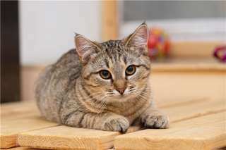 Москва Кошечка Принцесса ищет дом