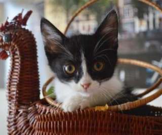 Котята, спасённые с улицы, в добрые руки