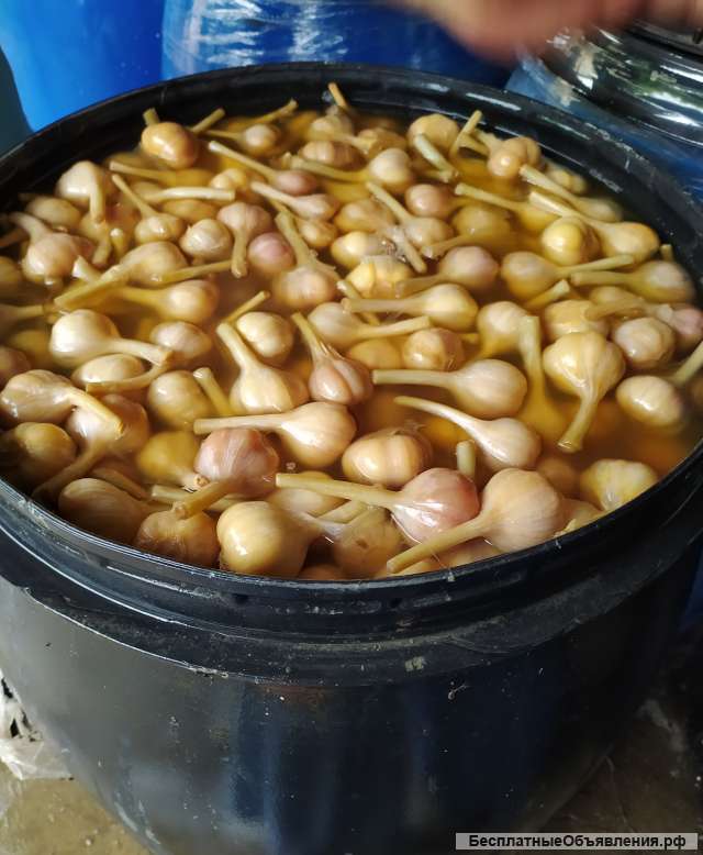 Соленый чеснок