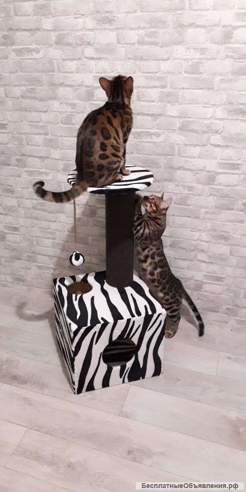 Домики-комплексы для кошек