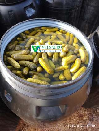 Соленые и Маринованные огурцы оптом из Индии