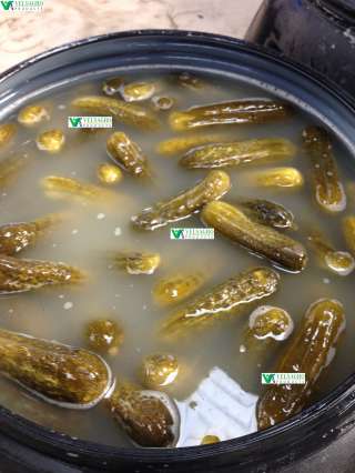 Огурцы соленые в бочках