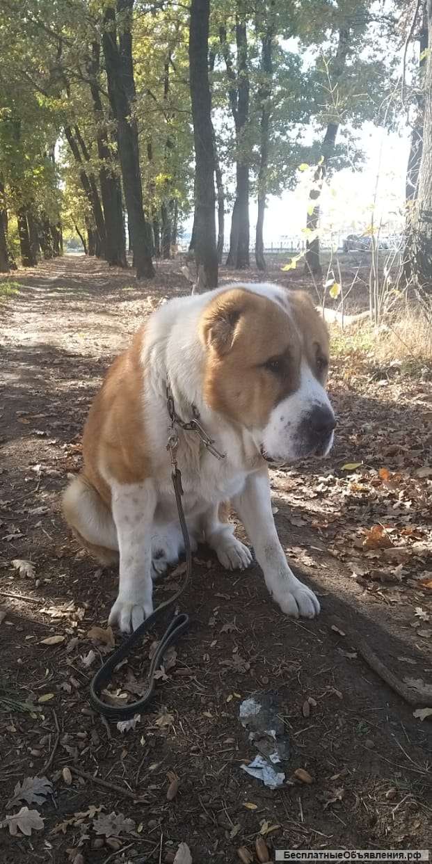 Щенков Алабая