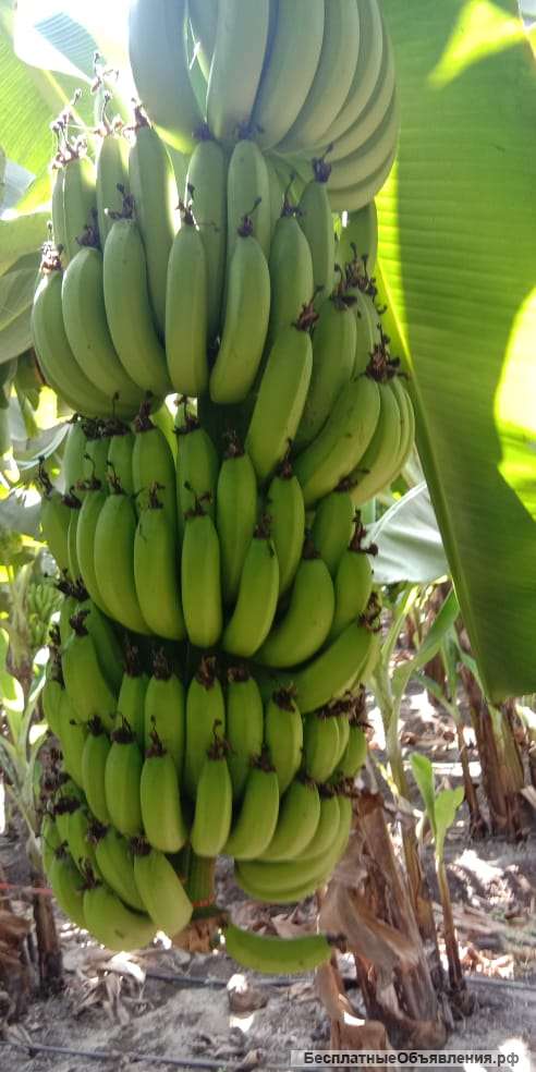 Бананы