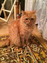 Потерялся рыжий кот. Вознаграждение 10 000 рублей