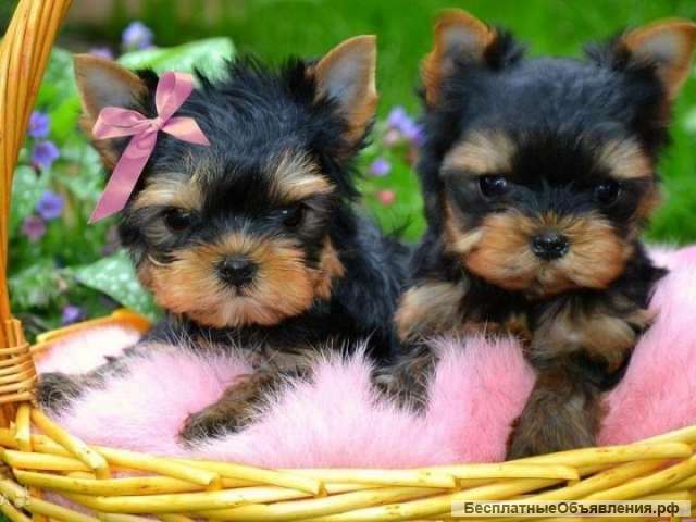 Йоркширский терьер щенки