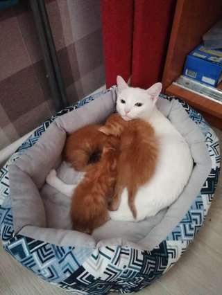 Отдам в добрые руки котят