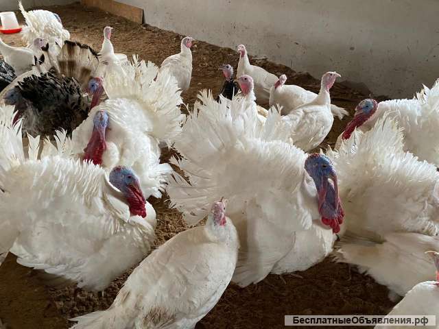 Индейка, бройлер