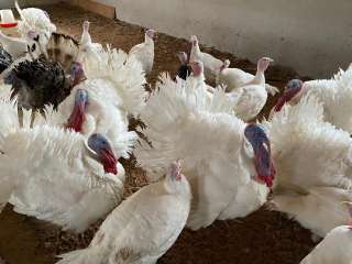 Индейка, бройлер