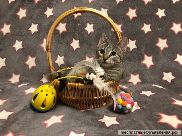 Чудесный котёнок